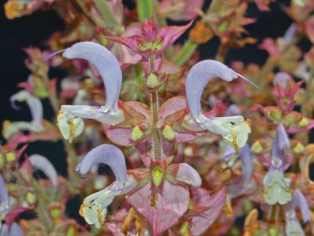 Salvia sclarea / Salvia moscatella